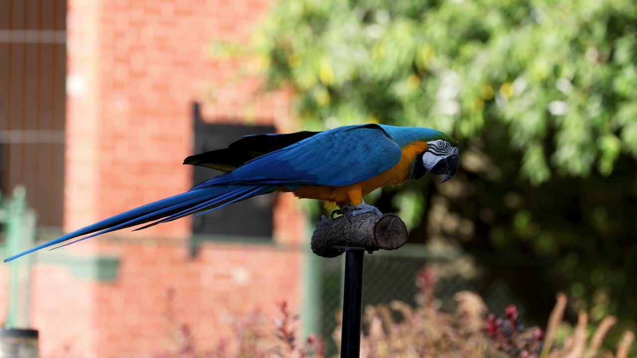 un loro posado en un puesto al aire libre