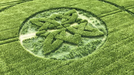 sutton veny 2025 celtic knot crop circle carved into barley vegetation moving in the breeze