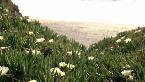 Meereswellen-Und-Ein-Feld-Voller-Pflanzen-Und-Blumen