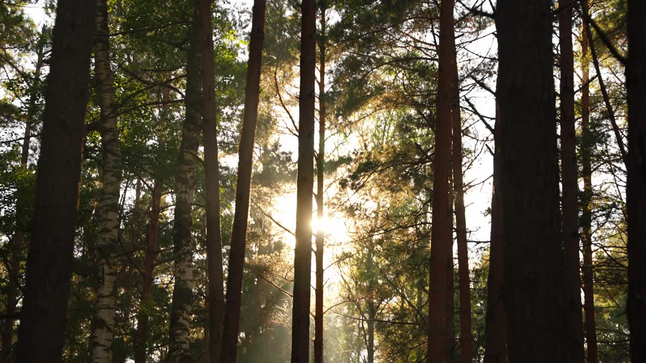 la luz del sol brillando a través de los árboles en un bosque