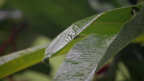 Close-up-of-Drizzle-Raindrops-Hitting-Green-Tropical-Plant-Palm-Leaf-in-Slow-Motion