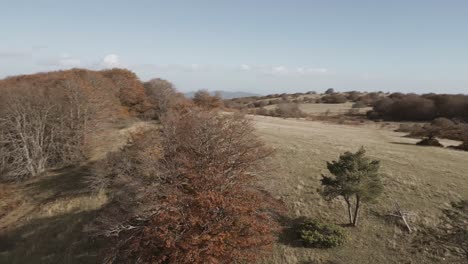 A-drone-footage-over-the-beatiful-beech-forest-of-Canfaito-with-autumn-colors