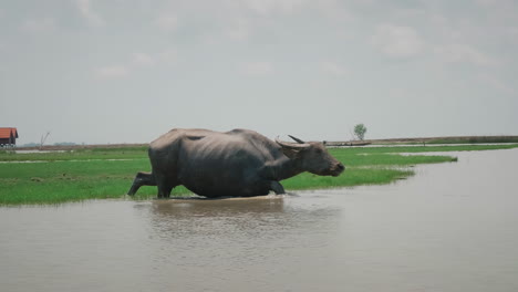 Wild-buffalo-closeup-in-national-park