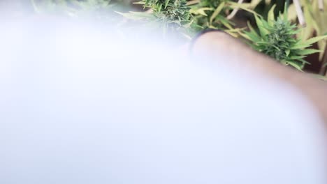 Cannabis Plant Trimming
