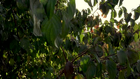 beautiful footage of leaves in sunlight