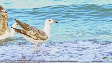 two seagulls with white and brown color flap their wings of each other on the seashore on the background of blue waves.