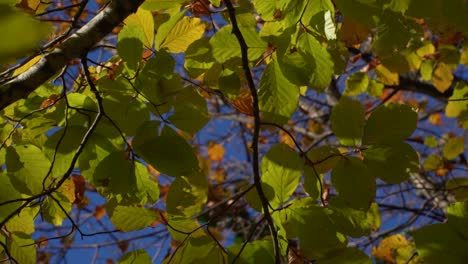 Las-Hojas-Del-árbol-Se-Balancean-De-La-Brisa-Ligera-En-El-Día-De-Otoño-Con-Fondo-De-Cielo-Azul