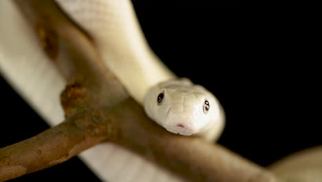 Close-up-at-rat-snake-leucistic