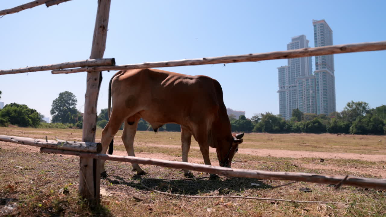 Track into cow eating in dirt field