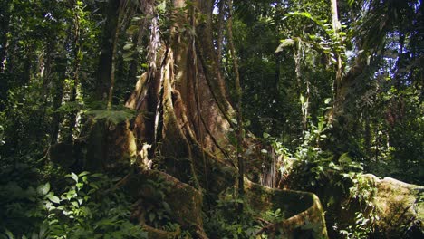 amazonian giant supported by tree roots like walls from below, explored deep in peru’s lush jungle.