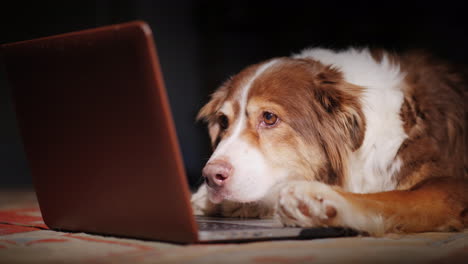 Dog-Looks-At-Laptop-Screen-01