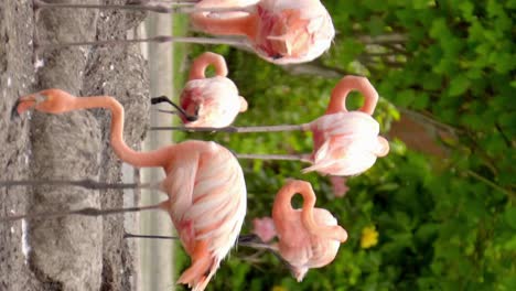 Flamencos-Rosados-En-Su-Hábitat-En-Tierra-Y-Vegetación-En-El-Fondo