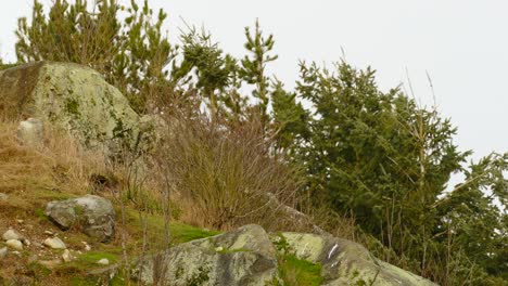 group of bald eagles sitting on rock mountains and flying away in a flock