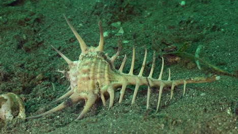 murex sea snail crawling slowly over sandy reef in the philippines