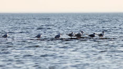 seagulls floating together on calm ocean waters