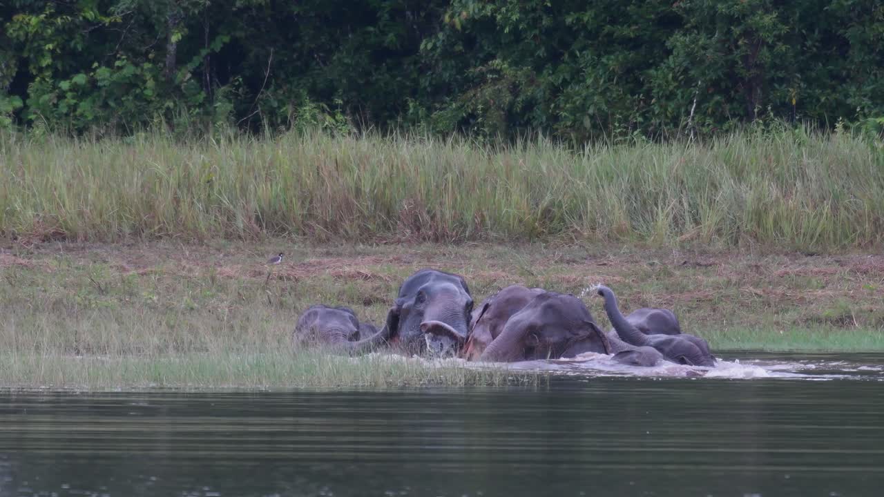 los elefantes asiáticos están en peligro y esta manada se divierte jugando y bañándose en un lago en el parque nacional khao yai