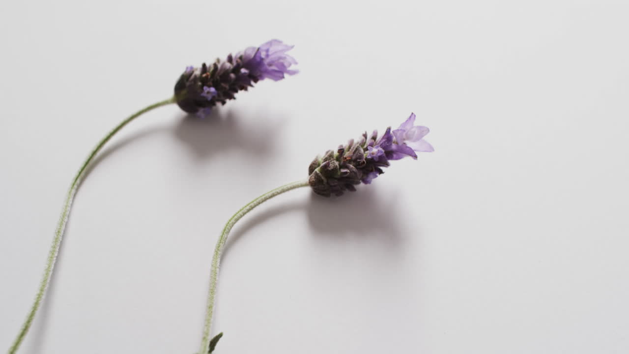 白い背景にコピースペースのあるラベンダーの花と葉のビデオ。