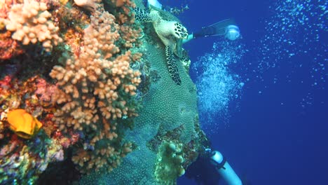 a sea turtle is resting on the reef wall as divers swim by below him