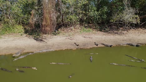 many caimans in a brazilian pantanal river