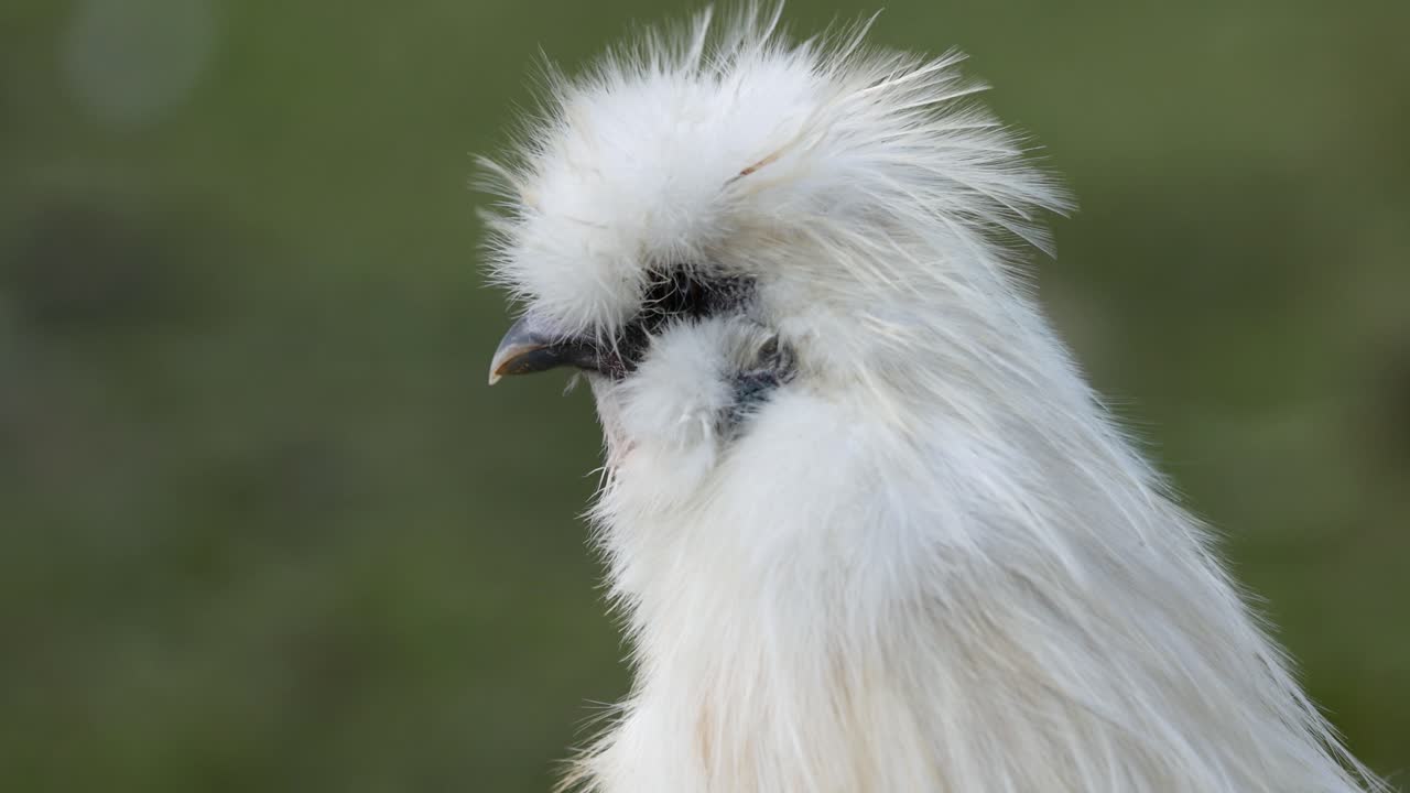 пушистая шелковая курица, ухаживающая за собой на открытом воздухе.