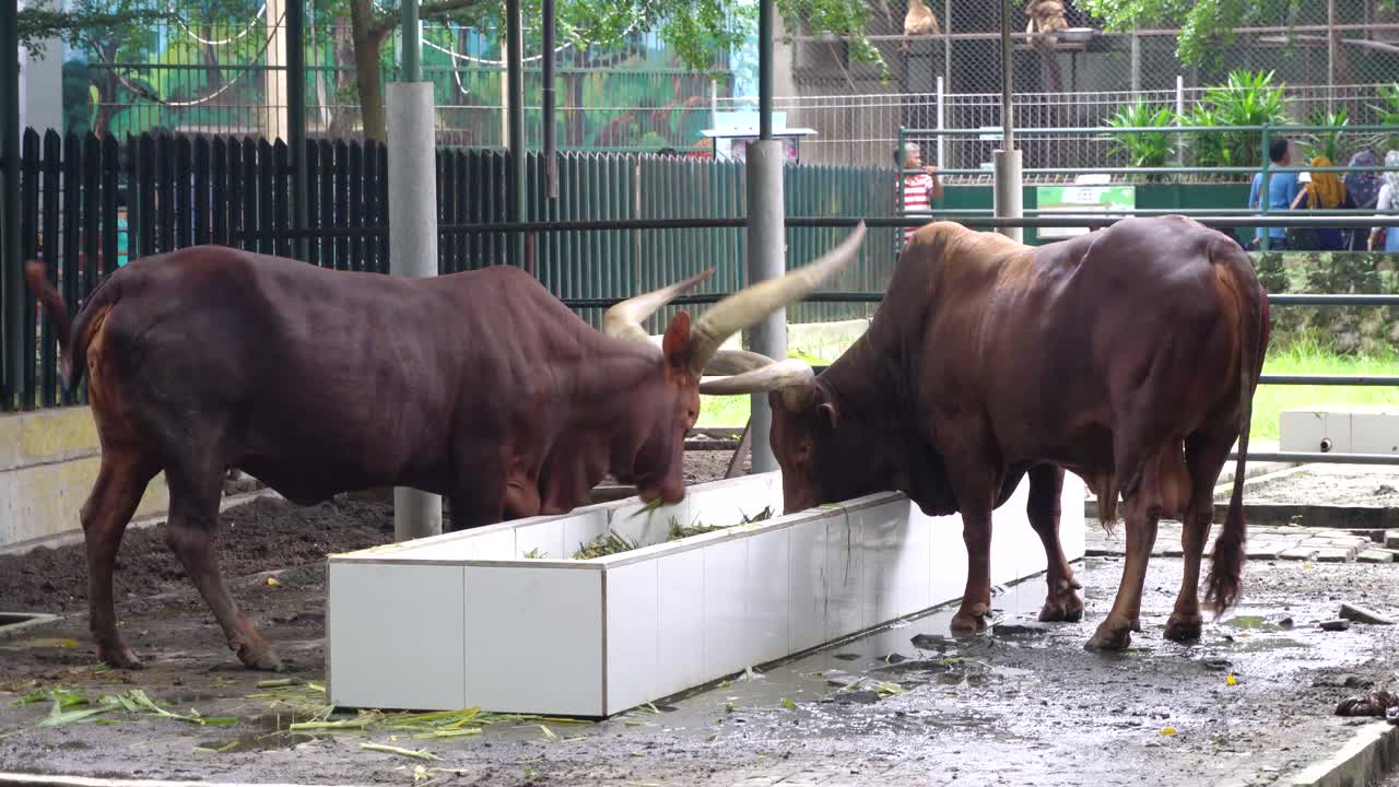 ankole watusi cattle at zoo