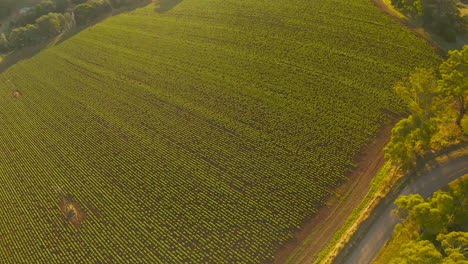 forward-moving camera capturing an aerial view, flying over a lush vineyard