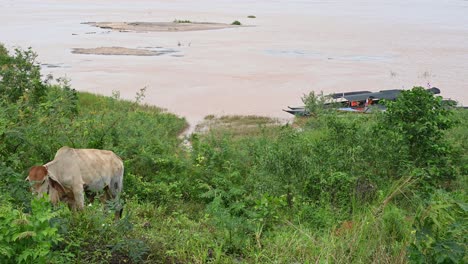 touring boats moored at the bank of mekong river, thailand side