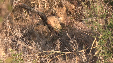 Zoom-in-shot-of-cute-lion-cubs-in-very-dense-thicket