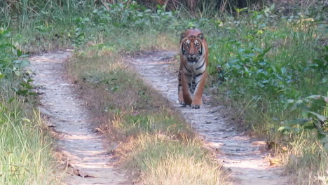 un tigre de bengala caminando por un camino de tierra en el parque nacional de chitwan en nepal