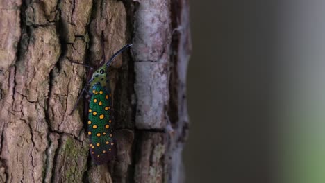 resting on the right side of the tree while the camera zooms out revealing its colors and eye, saiva gemmata lantern bug, thailand