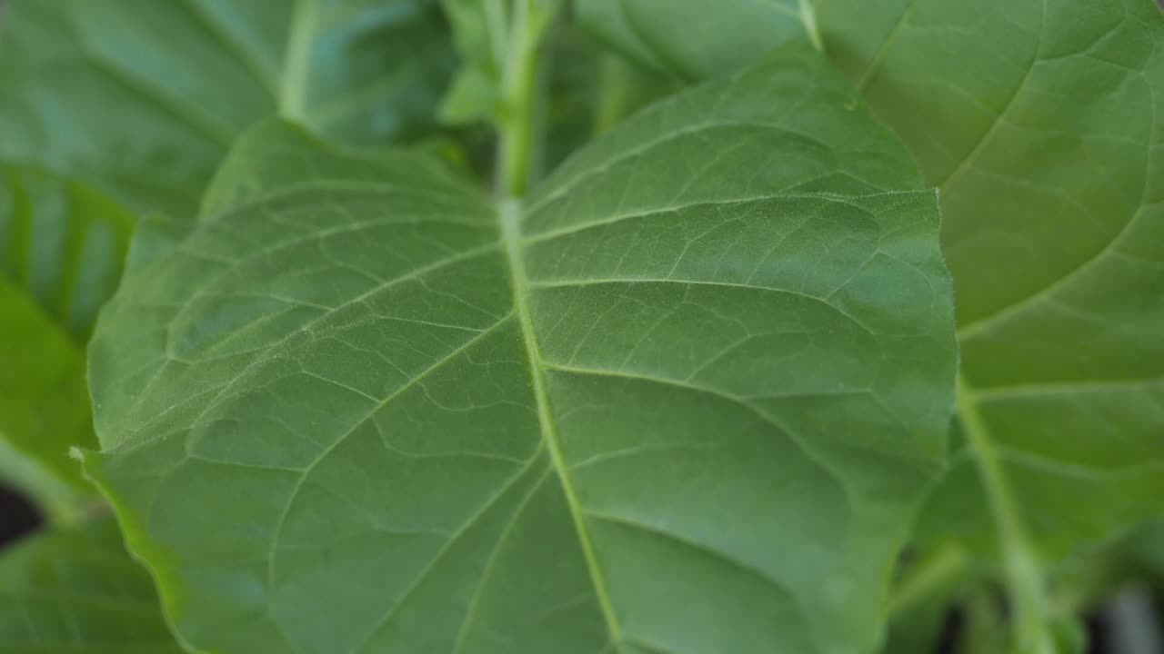 plantación de tabaco con hojas verdes exuberantes
