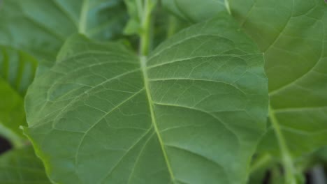 plantación de tabaco con hojas verdes exuberantes