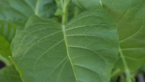 tobacco plantation with lush green leaves