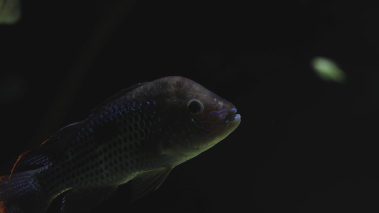 Un singolo pesce che nuota tranquillamente in un acquario scuro