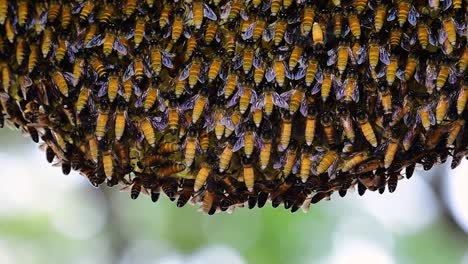 giant honey bees are known to build large colonies of nest with symmetrical pockets made of wax for them to store honey as their food source