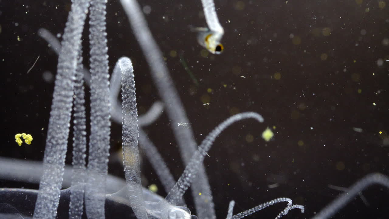 Close-up View of Translucent Aquatic Organisms