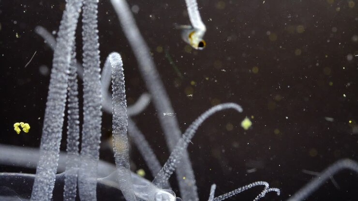 Close-up View of Translucent Aquatic Organisms