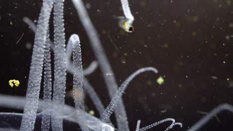 close-up view of translucent aquatic organisms