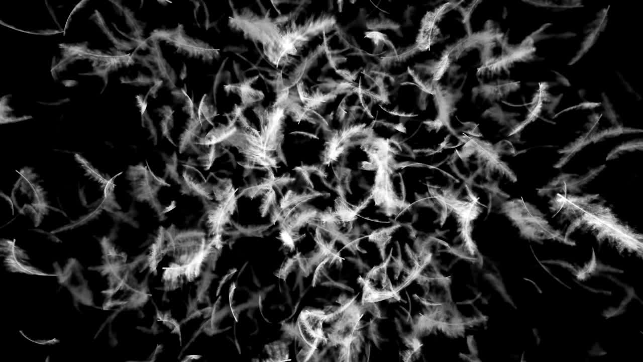 transición de las plumas que caen