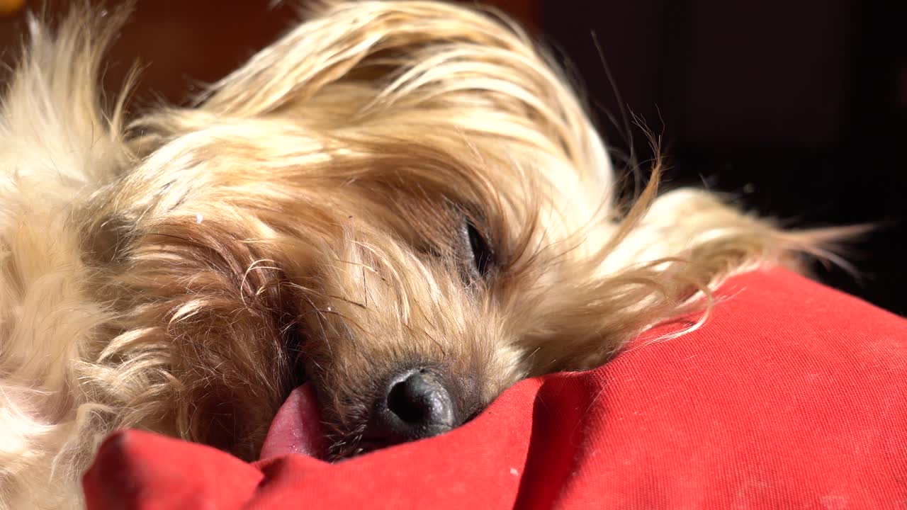 귀여운 개는 베개에 머리를 고 잠을 자고 있다.