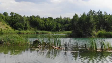 Tiro-Estático-Bajo-Del-Tranquilo-Lago-De-Verano-Con-Hierba-En-Primer-Plano-Rodeado-De-Bosque