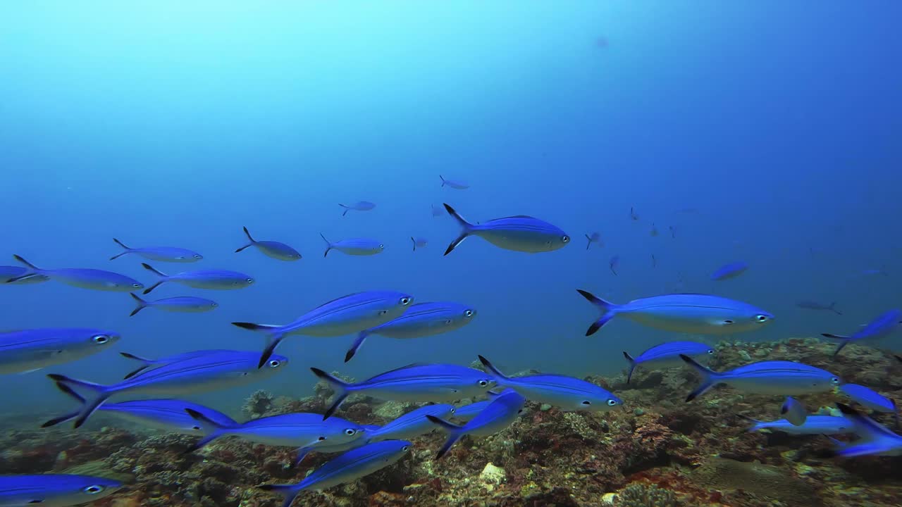 School of Blue Fish Swimming Over Coral Reef