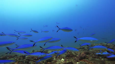 school of blue fish swimming over coral reef