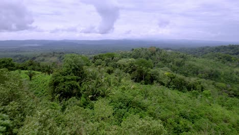 drone fpv view of trees and vegetation in forest