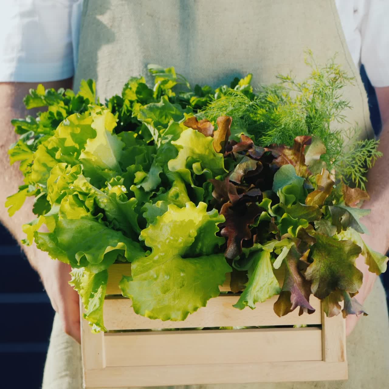 남자는 태양열 발전소 패널의 배경에 상추와 녹지 상자를 들고 있습니다.