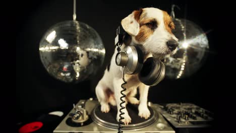 perro dj 4k 31