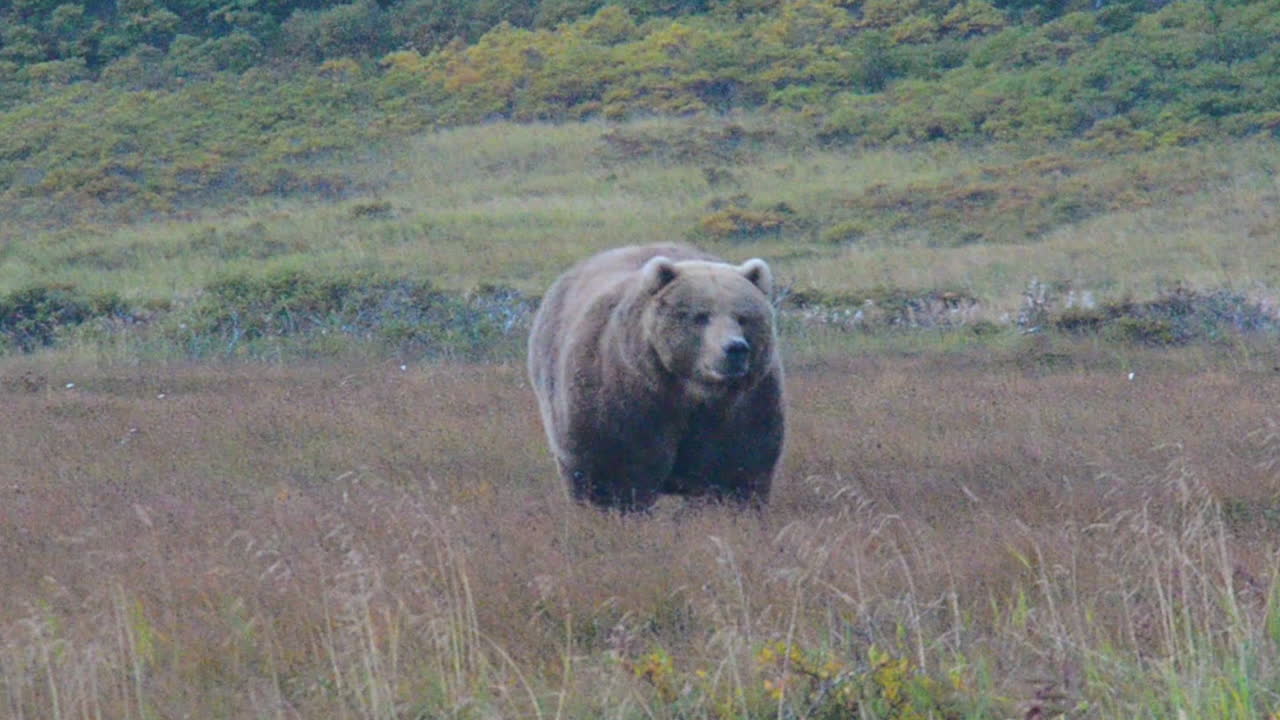 Valtava, lihava, jättimäinen kodiakinkarhu lähestyy tundran poikki varhain aamulla Kodiakin saarella Alaskassa