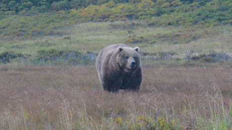 a huge, fat, giant kodiak brown bear approaching from across the tundra in the early morning hours on kodiak island, alaska