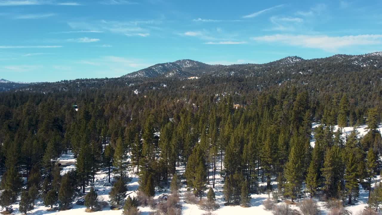 pinos en el bosque nevado en el lago big bear en el condado de san bernardino, california, ee.uu.