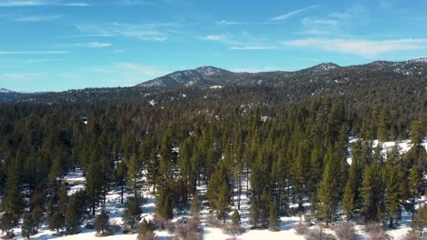 pine trees in the snowy forest at big bear lake in san bernardino county, california, usa